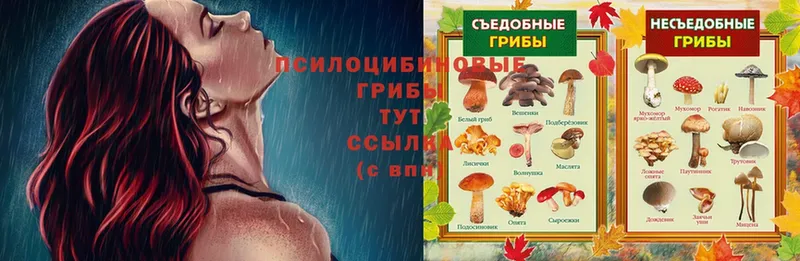 цены   Каменногорск  KRAKEN ONION  Галлюциногенные грибы Psilocybe 